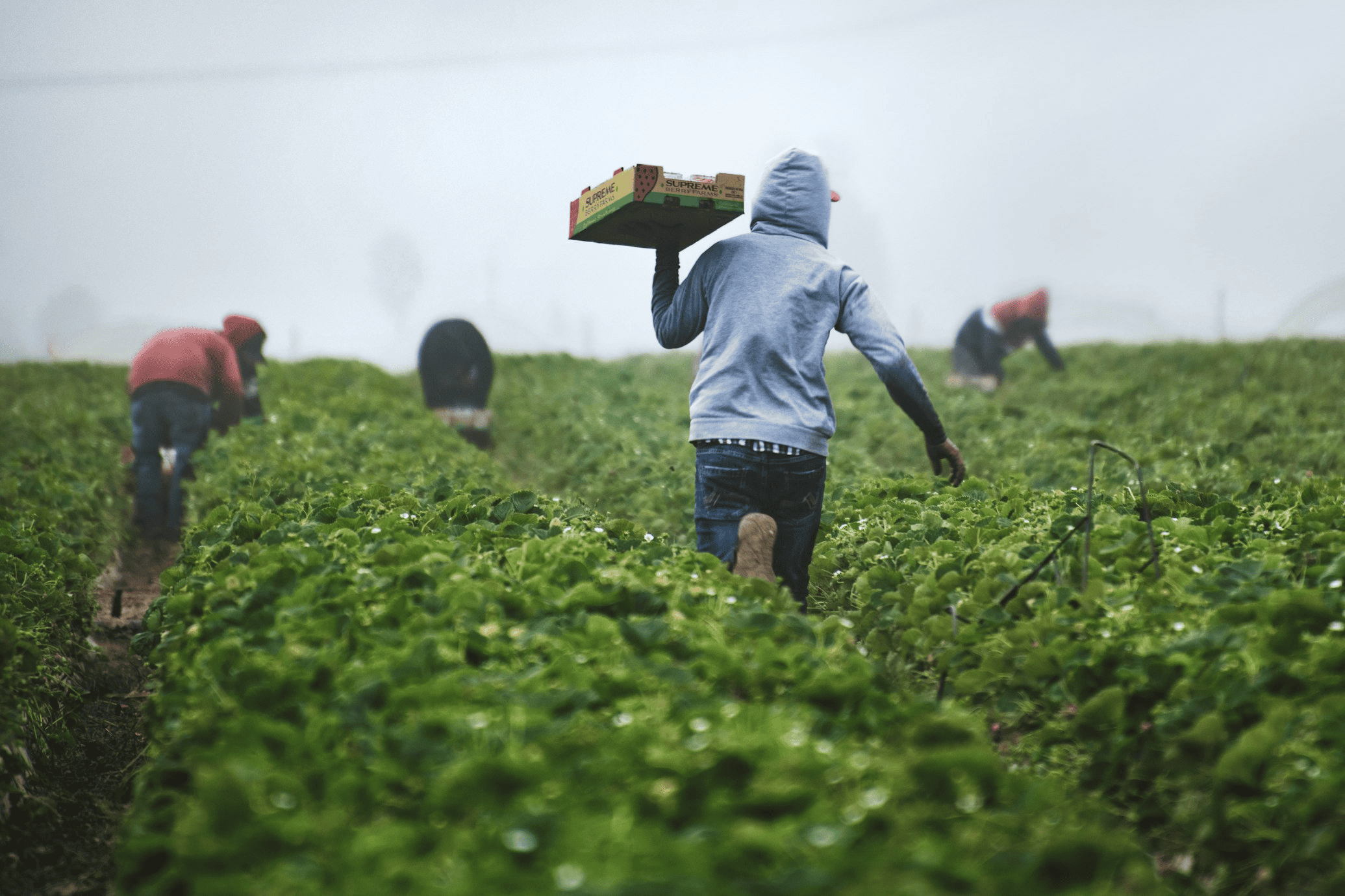 Sustainability Impact - Local farmers working with sustainable practices